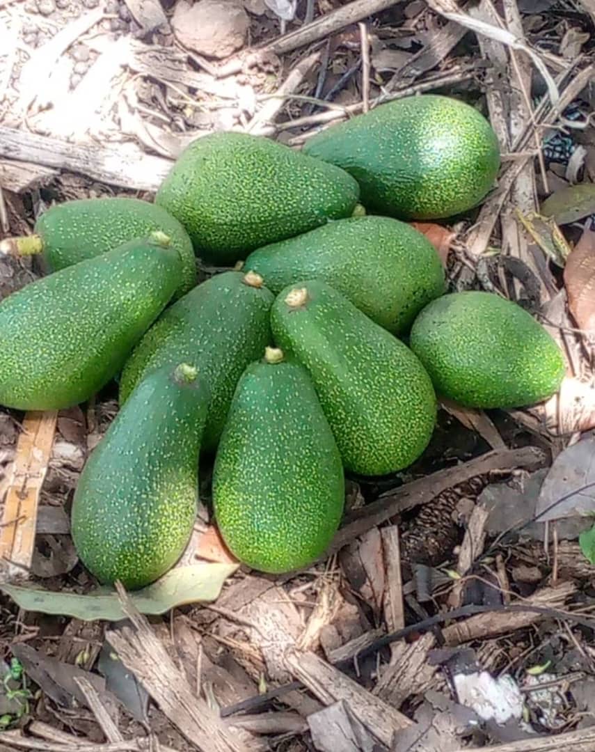 Avocados fresh from the farm