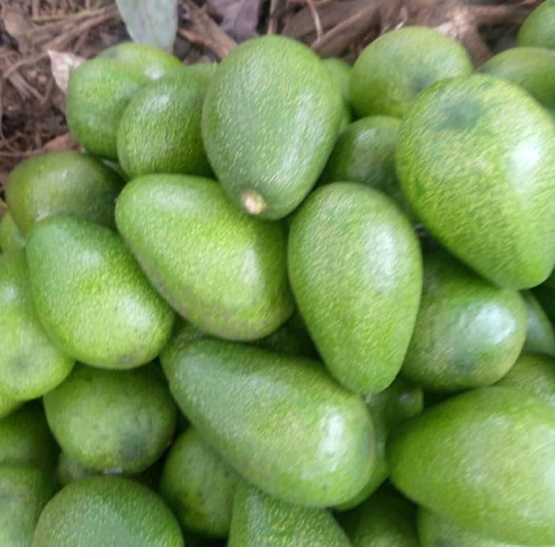 Fresh green avocados