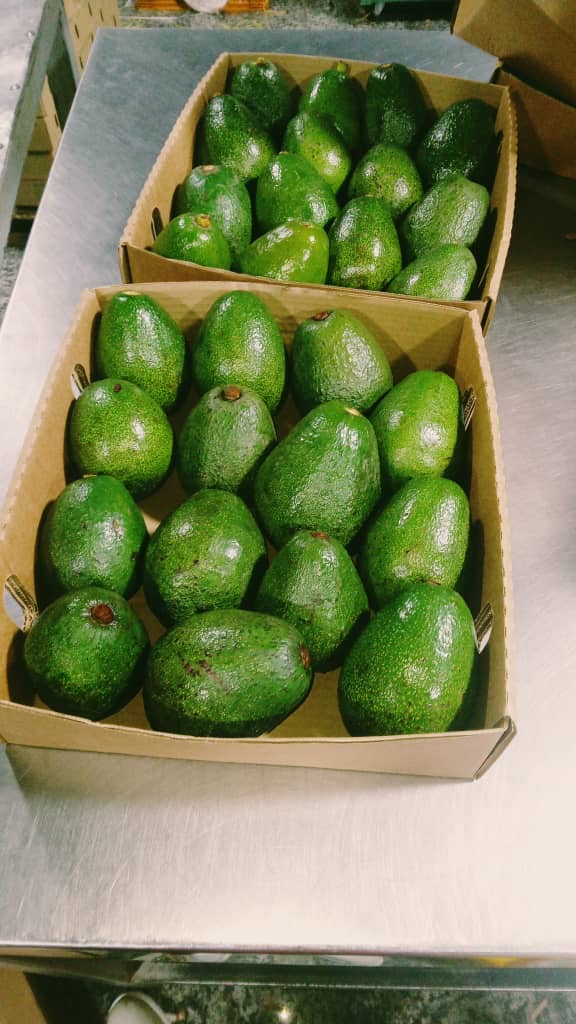 Avocados prepared in trays