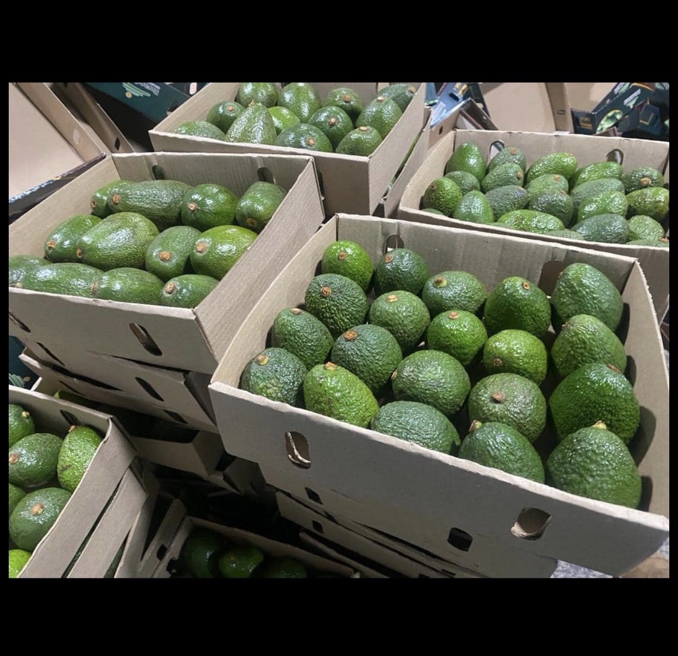 Fresh avocados packed in boxes
